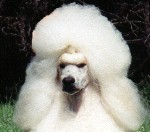 White colored champion breed Standard Poodle from Mithril Standard Poodles