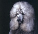 Silver colored champion breed Standard Poodle from Mithril Standard Poodles