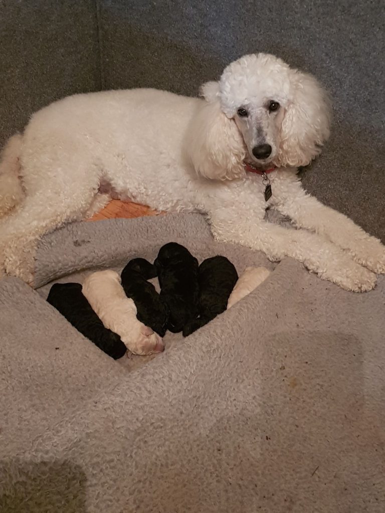 standard poodle dogs for sale