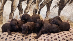 Brown ball of Fur 8 Puppies 2 Female and 6 Male